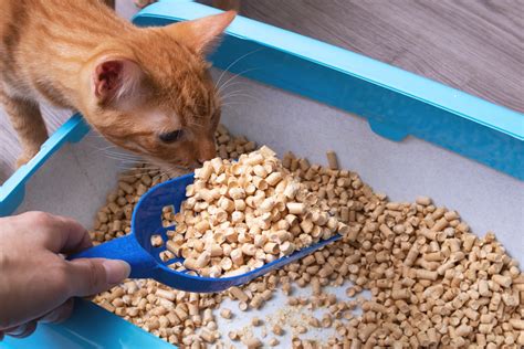 best litter for kittens|best cat litter for odor control.